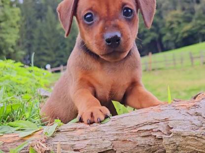 Zwergpinscher Welpen
