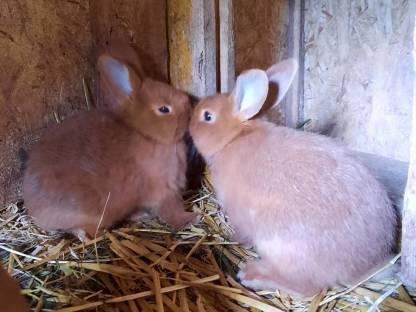 Bild 6:Rote Neuseeländer Fleischrasse