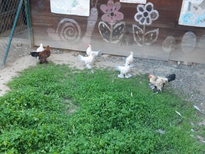 Bild 4:Federvieh abzugeben