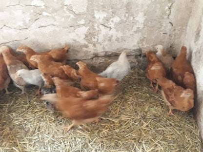 Bild 2:New Hampshire, Sulmtaler Italiener Nachzucht 2024