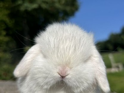 Bild 4:Mini Lop Minilop Miniwidder Zwergwidder Kaninchenbabys