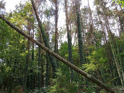 Brennholz Buche 50 m