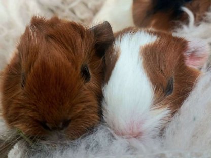 Meerschweinchen