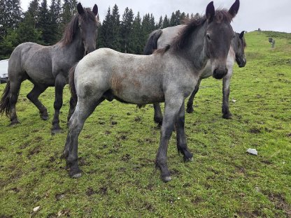 Noriker Blauschimmel Hengstfohlen Freddy P