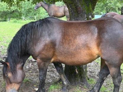 Bild 7:Norikerstute Lina