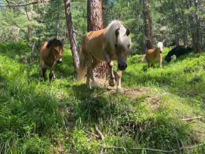 Bild 3:Tragende Haflingerstute