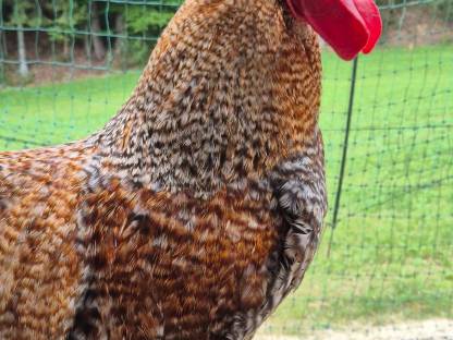 Bielefelder Kennhuhn