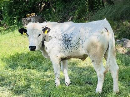 Bild 2:Zu verkaufen Pustertaler Sprinzen