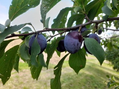 Frische Hauszwetschken