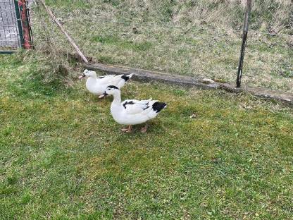 Enten