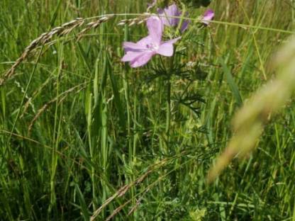 Bild 2:Bio Heu und Grummet