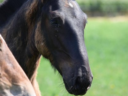 Bild 6:Walzerklang Nero Noriker Rapphengstfohlen zu verkaufen