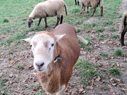 Bild 4:Aue und Auenlämmer abzugeben