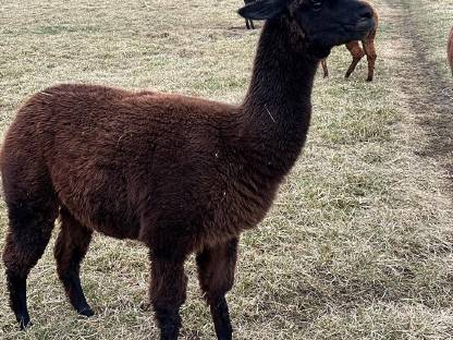 Bild 4:Alpaka Stuten