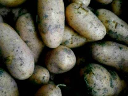 Bild 2:Verkaufe Kartoffel, Erdäpfel (Ditta, Valdivia)