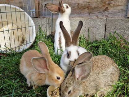 Kaninchen abzugeben