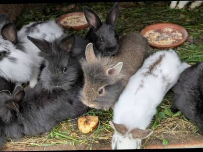 Kleine süße Löwenkopf Zwergkaninchen
