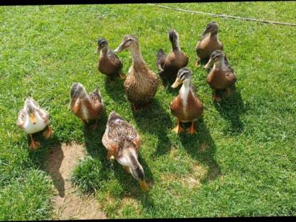 Enten