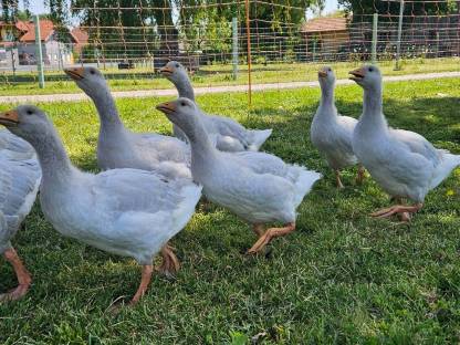 Bild 4:Fränkische Landgänse