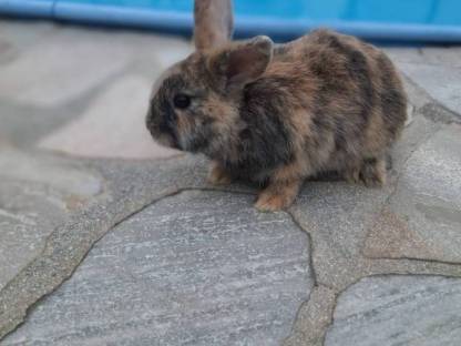 Bild 4:Zwergkaninchen