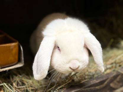 Bild 3:Zwergwidder weiß, Rotauge