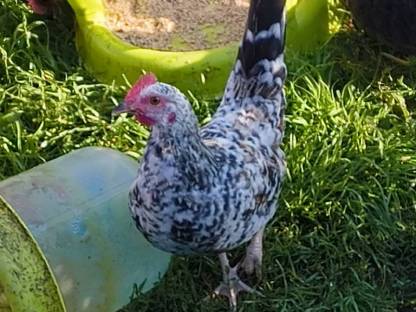 Bild 2:Steinpiperl, Zustellung möglich