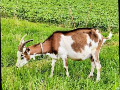 Bild 3:Steirerscheck Ziege