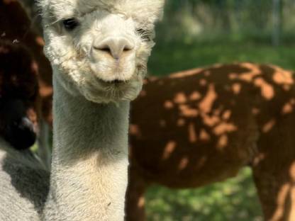 Bild 5:Alpaka