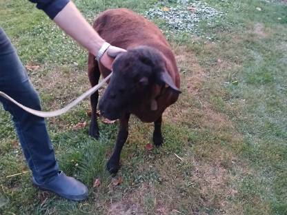 Bild 2:Juraschafbock