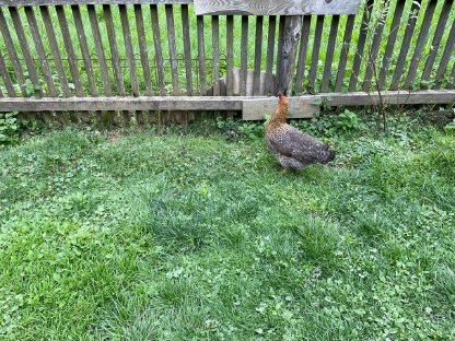 Bild 3:Bielefelder Kennhühner