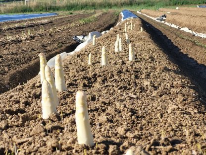 Bild 2:Ackerpachtflächen gesucht