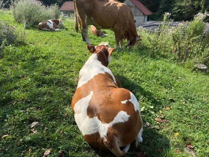 Bild 3:Verkaufe 100% Fleckvieh-Stier