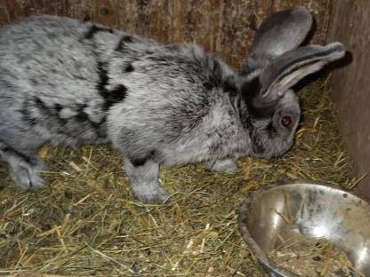 Bild 2:Großer hase hellsilber rammler