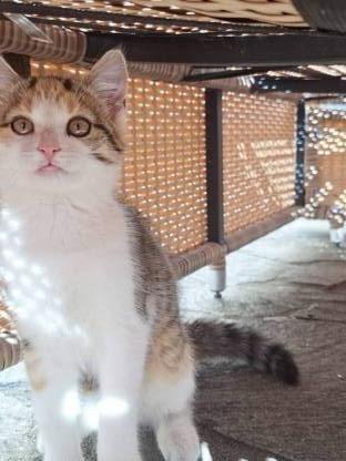 Europäische Kurzhaarkatze