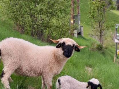 Hofgemeinschaft WG sucht dich auf Bergbauernhof