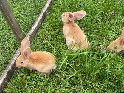 Bild 3:Deutsche Riesen