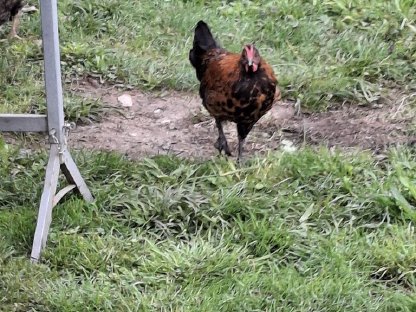 Bild 2:Appenzeller Spitzhauben Hahn