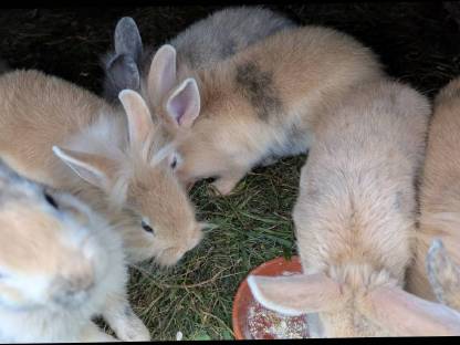 Bild 5:Einige junge Löwenkopf Zwergkaninchen
