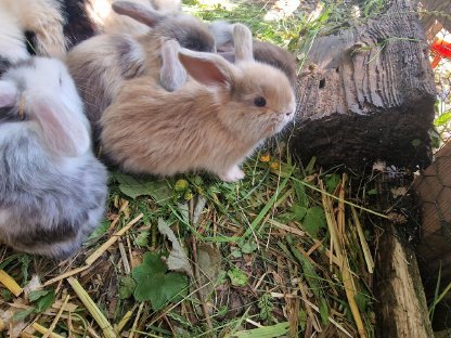 Bild 6:Süße kleine Minilop-NHD Widderhäschen