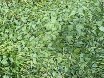 Bild 2:Siloballen Rotklee 2025