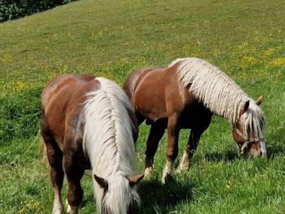 Bild 3:Noriker Fuchs Stute