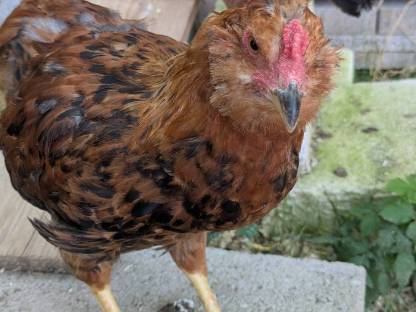 Araucana Hahn