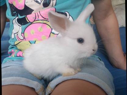 Zwergkaninchen