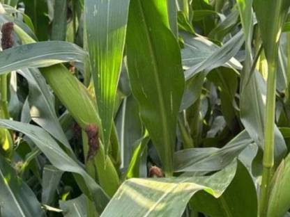 Bild 2:Mais Silomais Maisballen