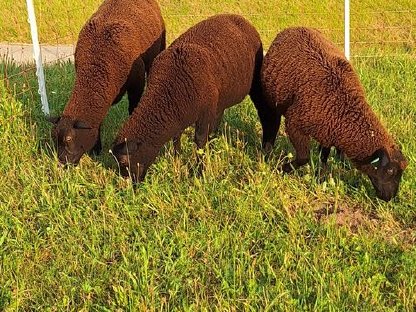 Bild 2:Jura-Lämmer, weiblich und männlich