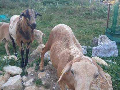 Bild 5:Verkaufe Haarschaf Jungböcke