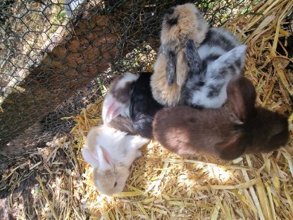 Bild 8:Süße kleine Minilop-NHD Widderhäschen