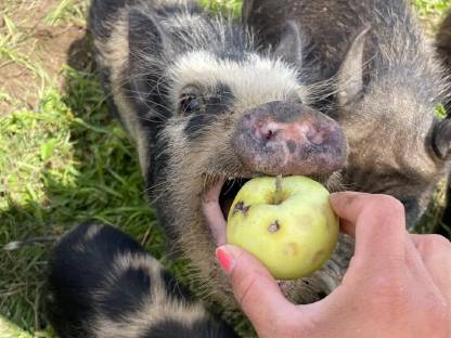 Bild 7:Bio Mini Kune Kune Ferkel