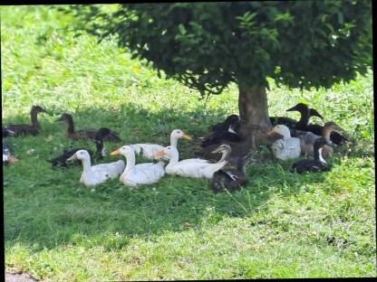 Bild 2:Moscgusenten,Landenten, Laufenten