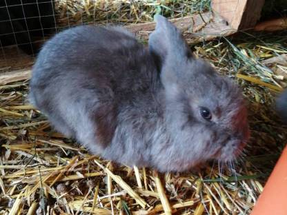 Kaninchen Deutsche Widder
